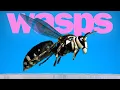 Filming this changed how I see WASPS