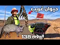 Lagu هل هذا الحيوان موجود حقآ في المغرب 😱🇲🇦اليوم 138 من رحلة عبر المغرب 🚶🏜