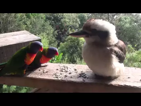 Download MP3 Funny Australian birds.