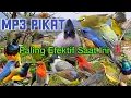 Download Lagu SUARA PIKAT MP3 PALING EFEKTIF SAAT INI UNTUK PIKAT BURCIL ‼️