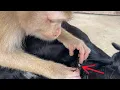 ASMR Monkey Grooming Oh My Gosh Zueii Trying To Catch Tick That Lives And Zuck The Bloodd Of Dog