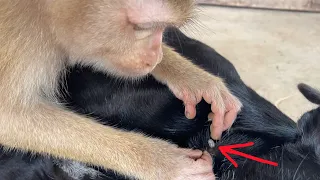 ASMR Monkey Grooming Oh My Gosh Zueii Trying To Catch Tick That Lives And Zuck The Bloodd Of Dog