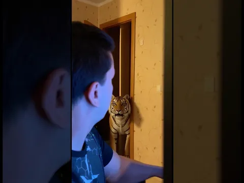 На меня напал тигр 🐅🤬