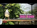 Download Lagu Burung Ciblek SEMI Gacor NGEBREN Untuk Pancingan Ciblek dan MASTERAN BURUNG Kesayangan Anda