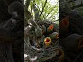 Download Lagu Bayi burung shrike ekor panjang (P 19) #shorts #shortsvideo #ytshorts #short