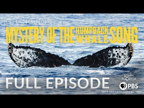 Download MP3 Mystery of the Humpback Whale Song - Full Episode