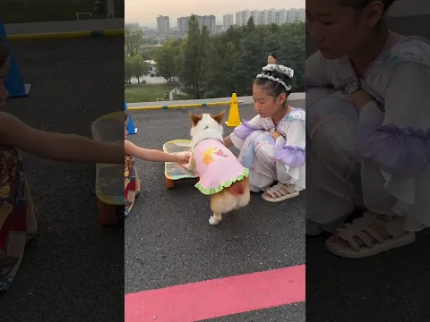 Dog Skateboard 🐕