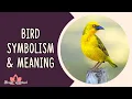 Bird Symbolism and Meaning Spiritual Meaning of Birds