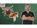 Pet 101 What Flea and Tick Medicine Is Best