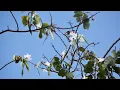 We'll never - Leith Ross