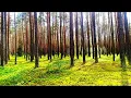 Download Lagu Bosvogelzang 🌿 Natuurgeluiden voor ontspanning en slaap 🌿 Natuurgeluiden