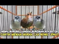 Download Lagu JENIS BURUNG LANGKA SEKALIGUS MASTERAN BURONAN PARA KOLEKTOR MEWAH MURAH CAK ROWO LEWAT !!!