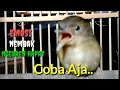 Download Lagu Burung Flamboyan Gacor Ngebren Rapat Ampuh untuk pancingan