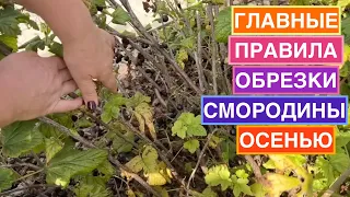 Как правильно обрезать смородину, чтобы получить максимальный урожай!