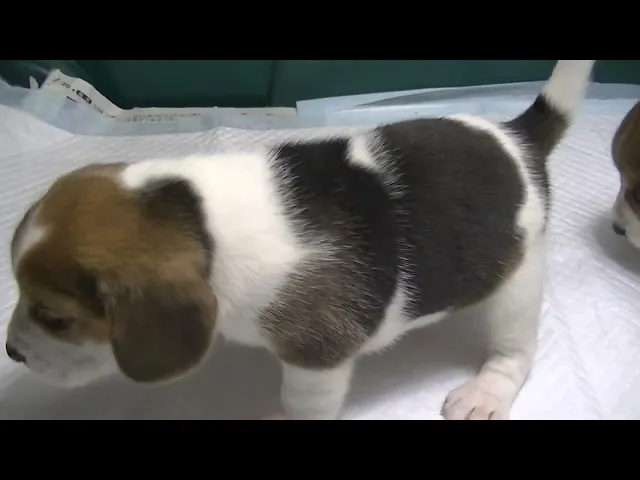 動画