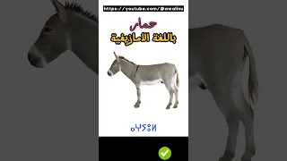 حمار باللغة الأمازيغية 