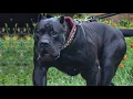 Cane Corso - This Dog Will Stop Anyone Here s Why He s The Best