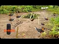 Lagu Unbelievable Bird Catching Technique from Village Jungle #birdtrap 