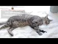 How to Tell the BREED of Your CAT