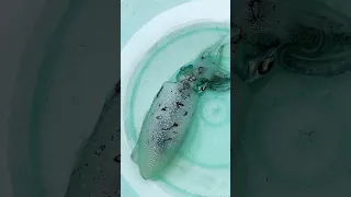 Fresh squid anyone? Our first ever! #sailingfamily #boatlife #squid