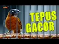 Download Lagu TEPUS GACOR NEMBAK NGEBREN