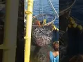 Download Lagu proses penanggukkan ikan tongkol kapal fizer Sibolga