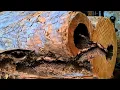Download Lagu 160 detik sebelum ditemukannya racun di kayu || penggergajian kayu