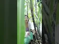 Lagu Makan tebu #shorts #tiktok #satisfying #sugarcane #asmr #oddlysatisfying #fyp #relaxing #buah #panen