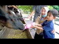 Download Lagu ALI KASIH SUSU KE SAPI 😂 VLOG LUCU | Ali Vlog