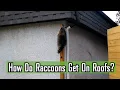 How Do Raccoons Get On Roofs