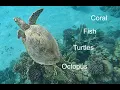 Download Lagu 4K Red Sea Hurghada Snorkelling in Makadi Bay (+ shark !)
