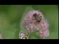 Bebe Stockwell, Hans Williams - Speak Too Soon (Visualizer)