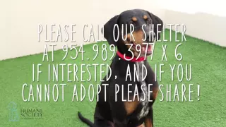 Weekly Pet Flyer Mossy ID 553086