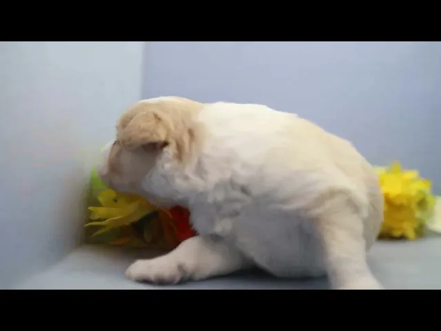 動画