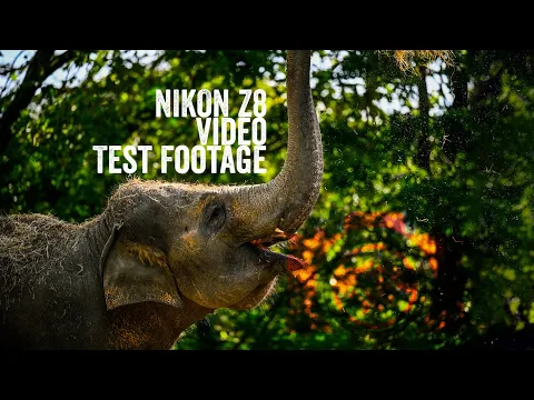 Nikon Z8 4K 120fps slow motion animals