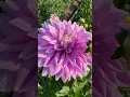 Download Lagu Why to go to the Swan Island Dahlias, Dahlia Festival?
