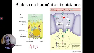 Síntese dos hormônios da tireoide