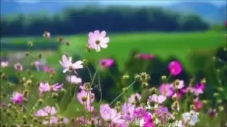 روض  تفتح بالكتاب وأزهر    عبدالله مهداوي   ضيآء الدعوة دندنها