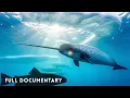 Lagu Unicorn of the Sea | The Narwhal’s Arctic Kingdom