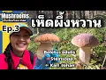Download Lagu Ep.3 เห็ดผึ้งหวาน Boletus edulis 🇳🇴Steinsopp 🇸🇪 Karl_Johan พาเพื่อนไทยและฝรั่งเก็บเห็ดกันจ้า