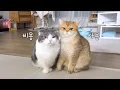 Download Lagu 새벽3시 고양이 깨웠더니 너무 귀여운 반응