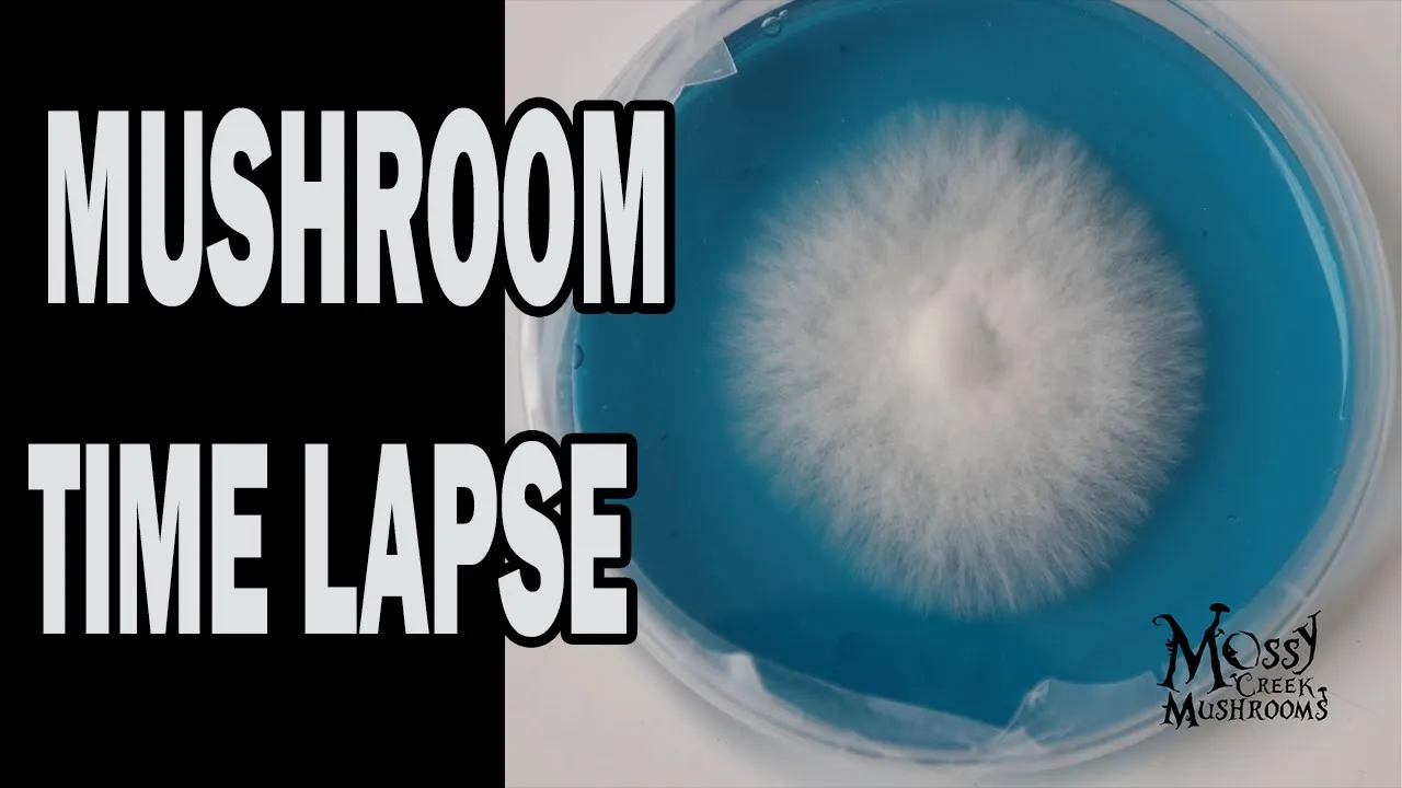 Like Mycelium through the Agar, These are the strains of our lives- Mushrooms growing time lapse.