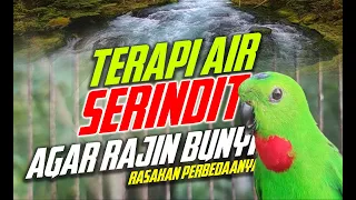 terapi air untuk serindit agar rajin dan gacor