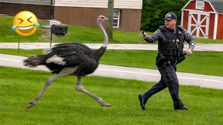 funniest animal videos 2026 nobody told them to behave