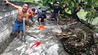 Brave Hunter Uses Chainsaw Confront Giant Python