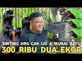 Lagu SINTING SEMURAH INI HARGA CUCAK IJO BIG DUA EKOR 300 RIBU MURAI EKOR KLEWER 600 RIBU KIOS PB PRAMUKA