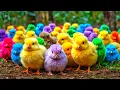 Download Lagu World Cute Chickens, Colorful Chickens, Rainbows Chickens, Cute Ducks, Cat, Rabbit, Cute Animals