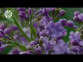 Aqyila - Bloom (Lyrics)
