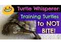 Turtle Adventures Turtle Whisperer - Training Turtles to NOT BITE