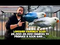 Download Lagu Lovebird Pairings 2025 25,000 - 35,000. Chances To Produce A 100k Bird...